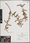 Foto von Salix excelsa S. G. Gmel.